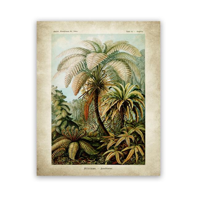 

Винтажный постер Эрнста Геккеля по биологии, колибри, пальма, ботанический настенный художественный принт, растительный холст, картина, офисный домашний декор 21X30cm No Frame