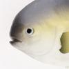 Fishes Simulated Sea Animal Toy Gift -