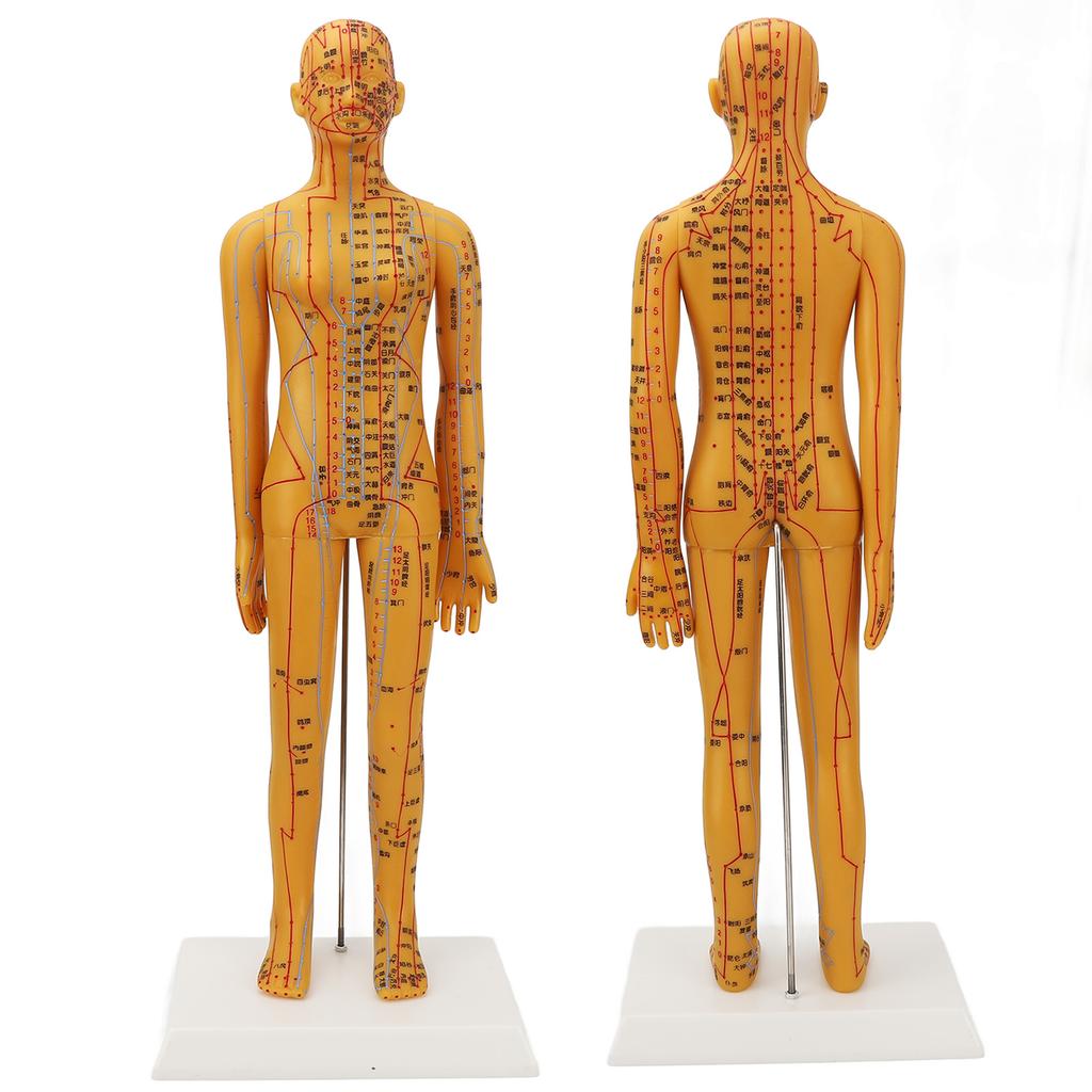 20.9in Acupuncture Female Model High Definition Clear Chinese Human Body Acupuncture Model for Teaching