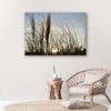 Canvas Print, Reed In the Sun