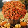 5 Bundle High Fidelity Gradient Artificial Chrysanthemums Outdoor Fake Blooms  Party Decoration