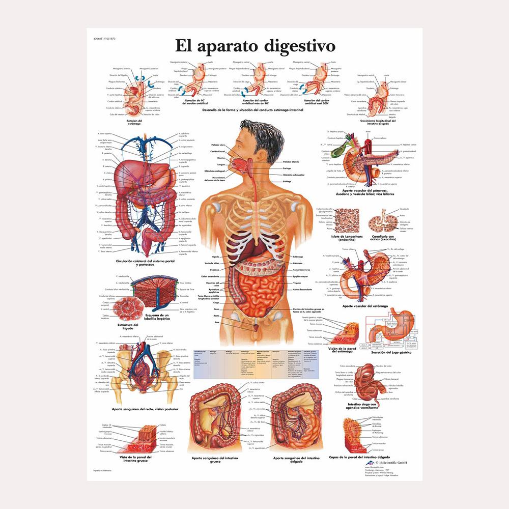 Anatomical Muscular System Poster Human Body Anatomy Chart Medical Educational Canvas for School Decor