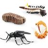 Detaillierte Pvc Insekten- und Tiermodell-Spielzeuge Schnecke Libelle Mücke Grashüpfer Realistische Lebenszyklusstadien