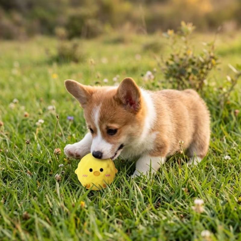 Squeaky Dog Toy Plush Spiky Ball Interactive Puppy Chew Toy Pet Teeth Cleaning Molar Training Hedgehog Ball Stress Relief Dog Su
