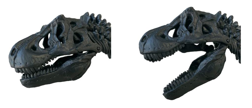 Gakken Tyrannosaurus Scale Skeleton Model Kit Poster 6 and Q750763 1/35 & Life-Size (Ages Up)