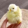 Easter Children Cognition Kids Birthday Gift Chicken Model Animal Doll Plush Toy Simulation Chick
