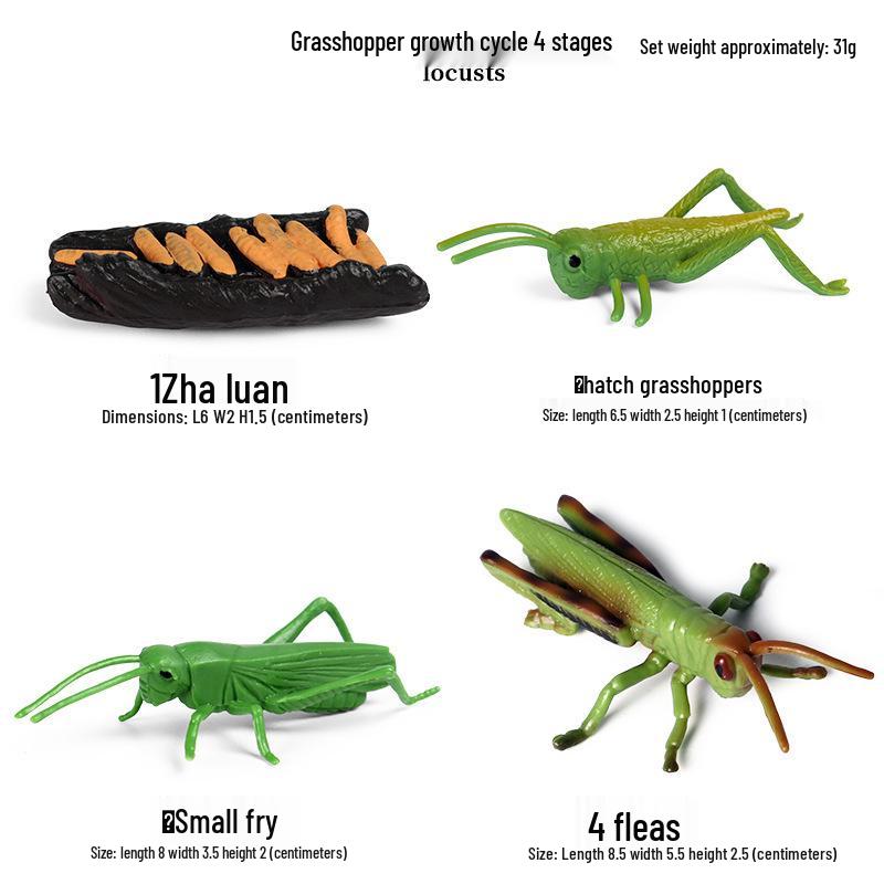 Frog Life Cycle Model Set: Tadpole to Frog Educational Toys for Kids