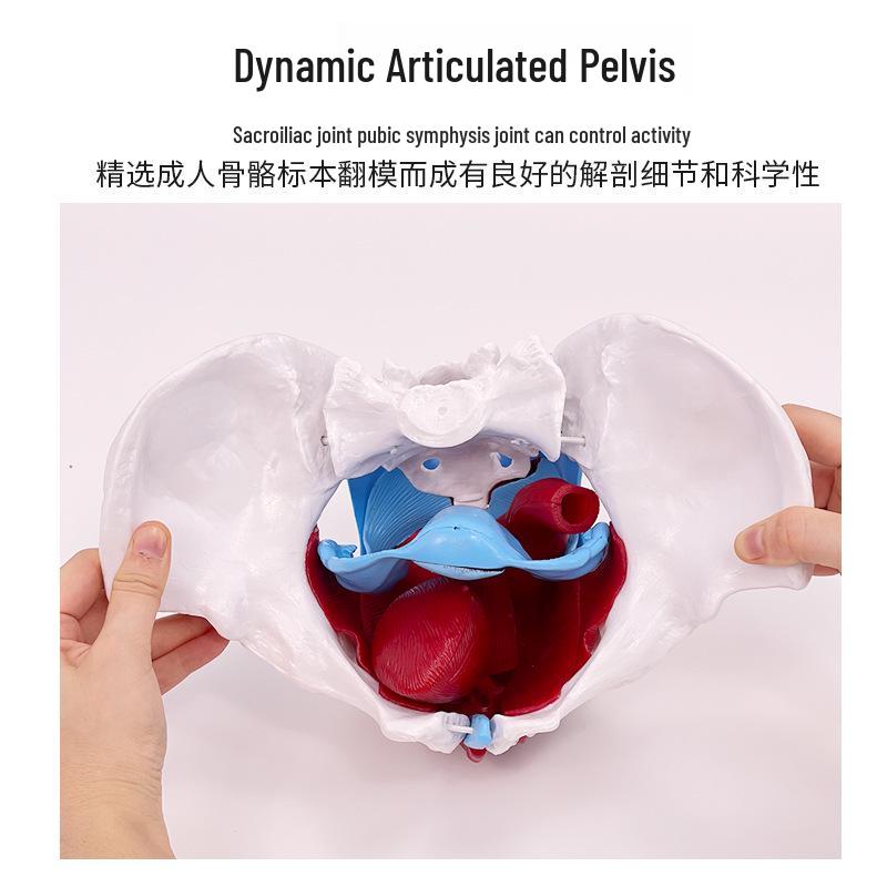 Female Pelvic Muscle and Pelvic Floor Model for Midwifery and Childbirth Education