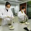 2023 Dragon Well Green Tea Lung Ching Xihu Longjing Čínský zelený čaj 100g/sáček