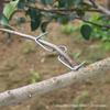 Plant support 40 cm x 3 cm 10 pcs