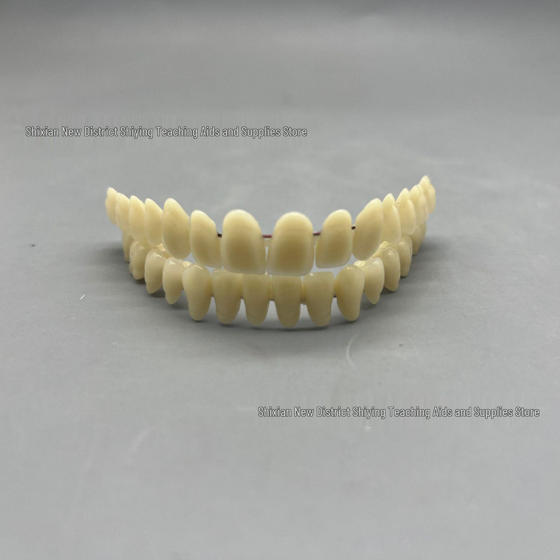 Double Row Denture Model for Oral Teaching & DIY Projects A2 Tooth Row No. 23