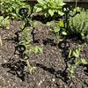 Dancing Skeleton Garden Stake Decorations Skull Humorous Art Stakes  Garden Entry