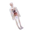 Clear Human Body Skeleton Model Kit 3D Human   Structure Model Kit with Removable Organs for Kids