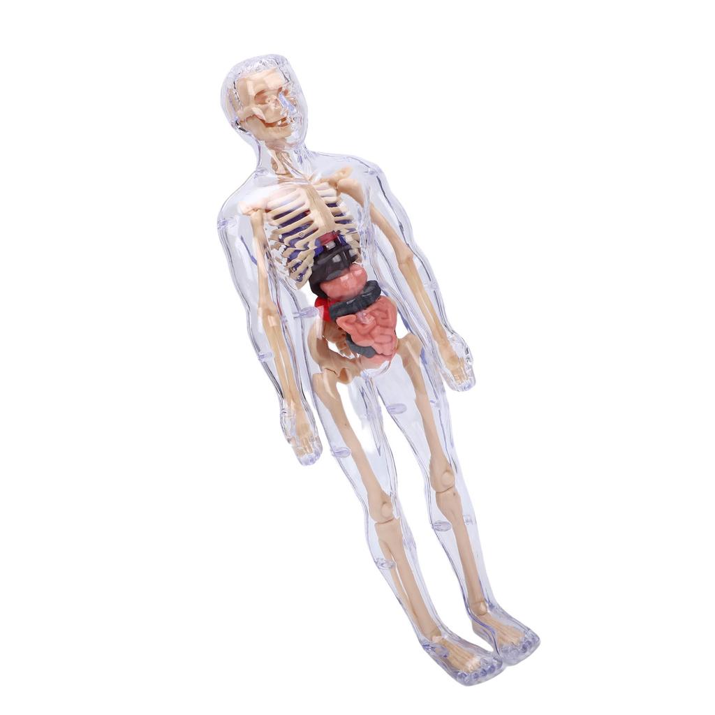 Clear Human Body Skeleton Model Kit 3D Human   Structure Model Kit with Removable Organs for Kids