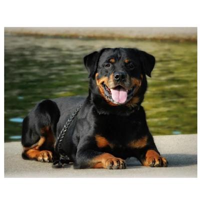 Úplné 5D kutilské diamantové malování Krajina zvířata Diamantové vyšívání Sady křížkového stehu Domácí dekorace Ručně vyrobený dárek