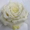 Rose Premium Silk Bouquet For Wedding Ceremony And Event Decoration Fashion