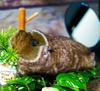 Magic Raccoon Spring Pet Magic Cute Raccoon Plush Toy Tricks, Lucky-kun, Maggie, Trick, Animal,