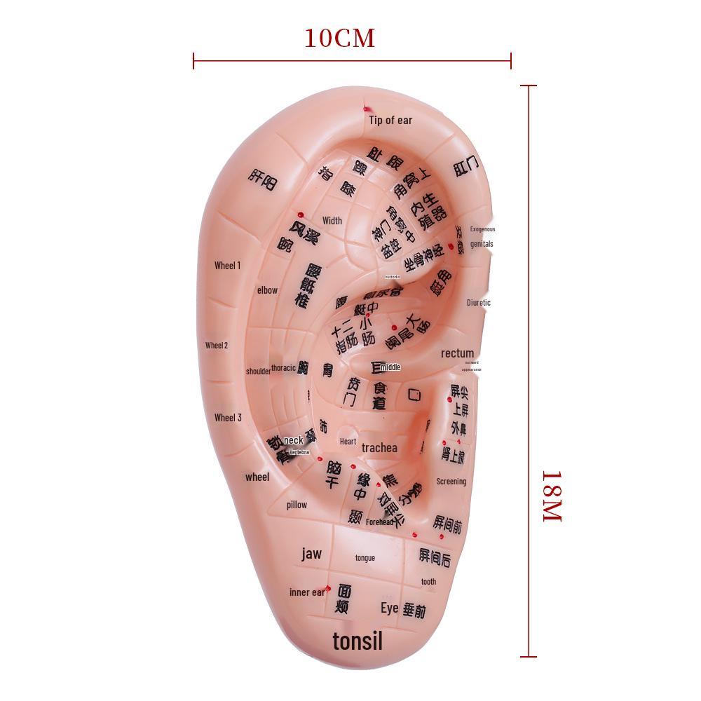 Diagrama Reflexologiei Piciorului, Urechii și Mâinii - Ghid de Masaj Acupuncte și Meridiane