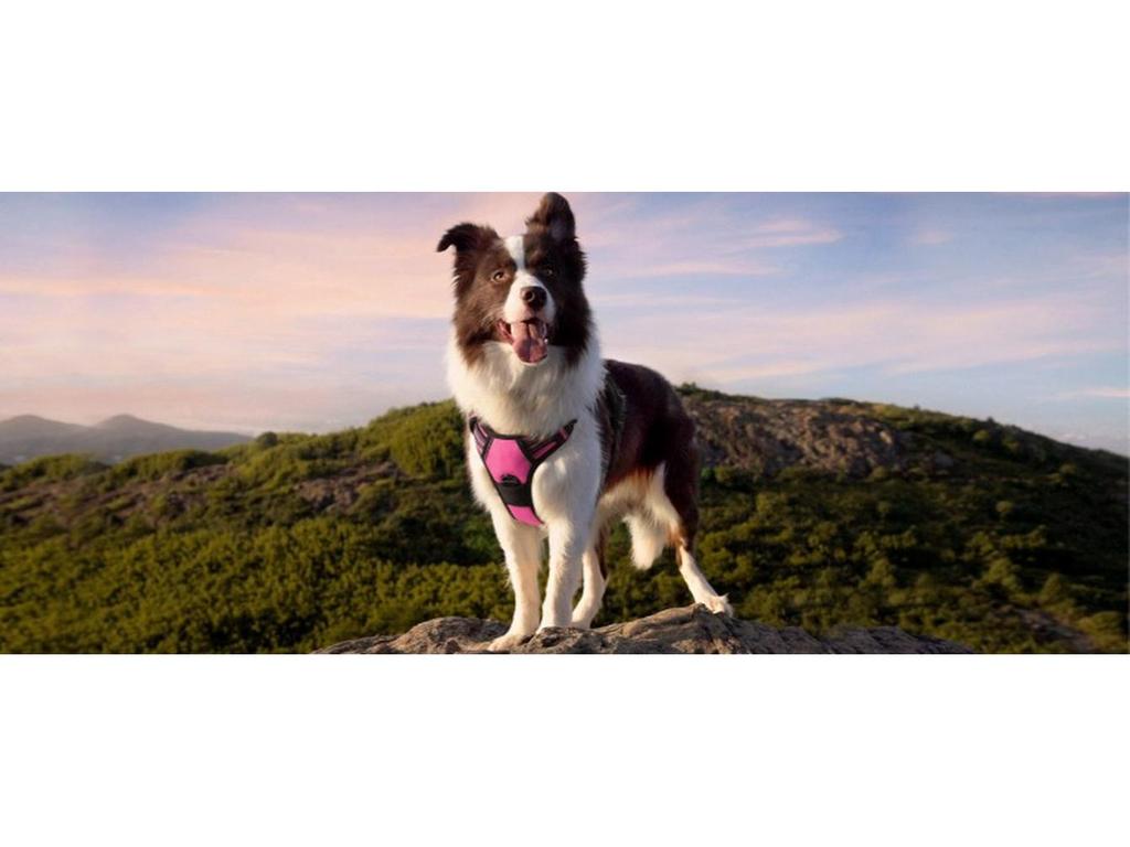 Dog Nylon Chest Harness and Leash for Large Pets
