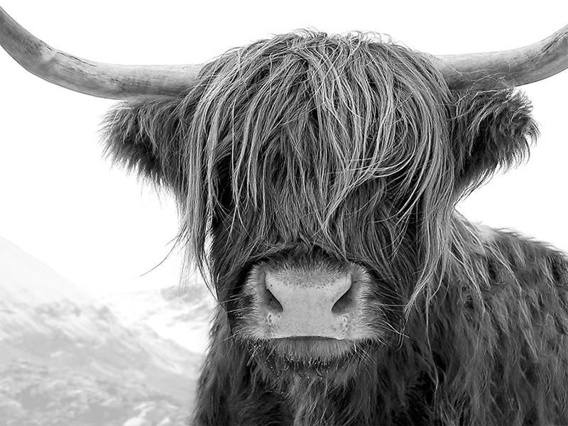 Highland Cow DIY 5D pictură cu diamante, mozaic, rotund complet, rășină, broderie cu diamante, seturi cu punct de cruce, decor acasă