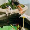 Fischkatze Aquarium Dekoration Cartoon Aquarium Dekoriert Mit Niedlichen Fischen Landschaft Katze Angeln Gutes Wetter Figuren