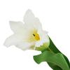 Hill Interiors The Natural Garden Collection Parrot Tulip Artificial Flower
