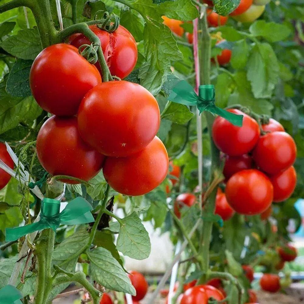 Экологичная лента для прививки плодовых деревьев, прививочная мембрана, садовый пояс, лента для привязывания растений