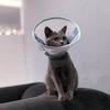 Breathable Pet Neck Cone Soft Cat Neck Protective Circle Dog Protective Head Cover  Recovery
