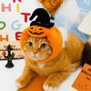 Pumpkin Pet Halloween Hat Cozy Cat Headgear Gift Dogs Hat  Costume