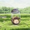 Fern Moss Micro-Landscape Grow Light with Timer Desktop Miniature Plant Light 6500K Plant Grow Light for Indoor Plant Growth