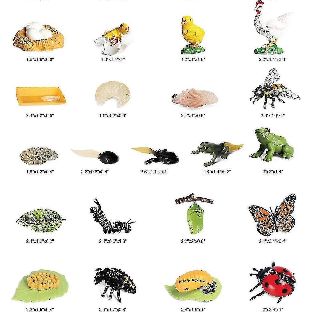 Animal Models, 20 Insect Toys, Life Cycle Model, Plastic Insect Model Toys, Early Childhood Education Toys and Gifts.