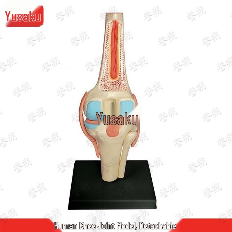 Detachable Human Knee Joint Anatomy Teaching Model
