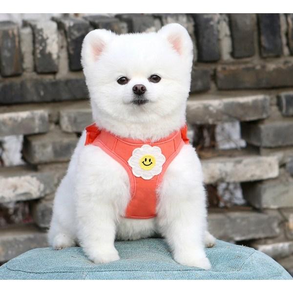 Its Dog Daisy Rüschengeschirr, Koralle