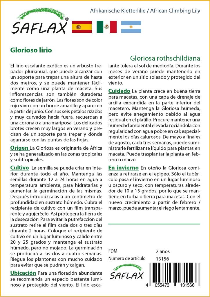 SAFLAX African Climbing Lily - 15 Seeds - Gloriosa Rothschildiana