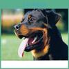 Rottweiler Dog Diamond Embroidery Animal Mosaic Cross Stitch Diamond Painting
