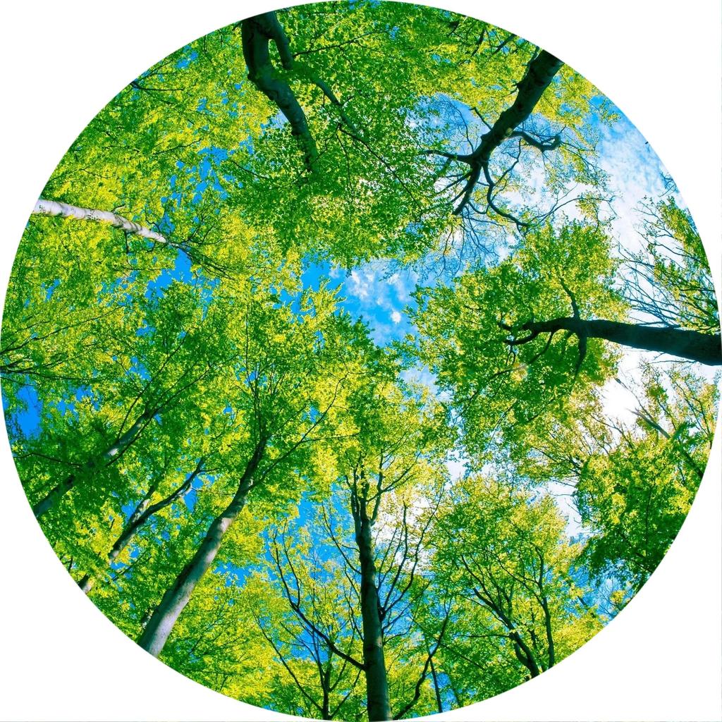 Forest Tree Landscape Print Round Carpet Non-slip Floor Mat Soft Indoor Circle Area Rug for Living Room Bedroom Dorm Kitchen