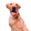 Animals Dog Pattern Plush Throw pillow case, Durable Filled with PP Decorative for Living Room
