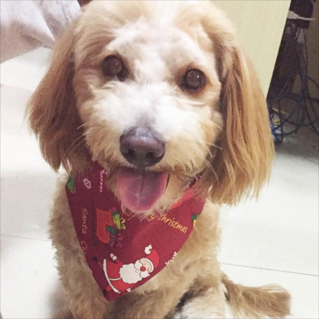 Dog Triangular Bandanas Pet Dogs Bandana Christmas Washable Bow Ties Collar Cat Scarf Accessories