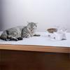 WTEMPO Cat and Dog Eating Bowls Pet Eating Basins Household Pet Supplies Neck Protection Water Dispensers
