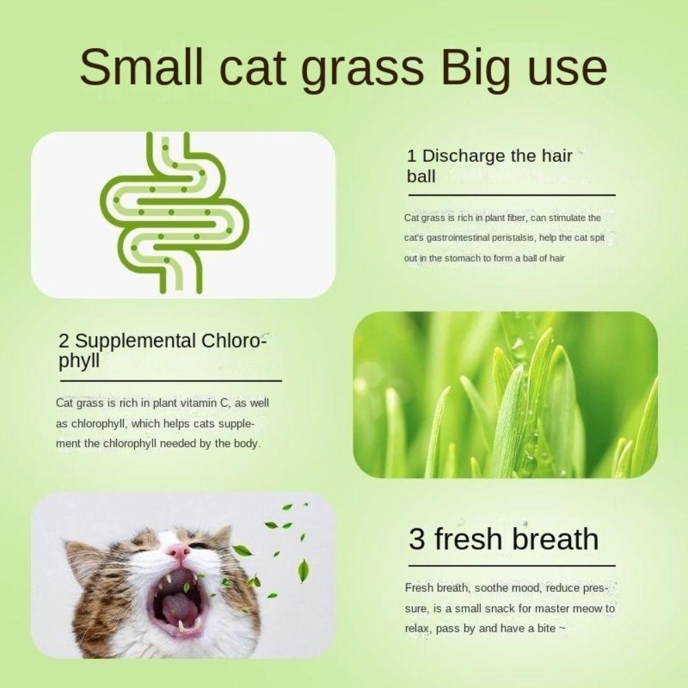 Sprout Planting Helper Hydroponic Sprouting Plate Soilless Cultivation Cat Grass Dish