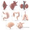 Miniature Human Organ Model Student Experimental Learning Medical Human Body Structure Simulation Teaching Tool