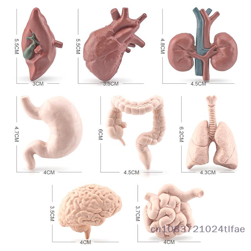 Miniature Human Organ Model Student Experimental Learning Medical Human Body Structure Simulation Teaching Tool