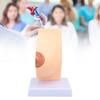 Human Female Anatomical Chest Model PVC Quiescent Chest Anatomy Model for Display Medicine Teaching