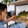 Mattel Jurassic World Hammond Collection Stegosaurus Figure for Kids, Large, Moving Dinosaur Toy, Approximately 17.5 Inches Long, Ages 8 and Up,