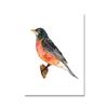 Toucan Watercolor Tropical Rain Forest  Wall Art Canvas Painting Nordic Toucan Posters And Print Picture Living Room Home Decor