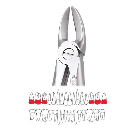 GDC Extraction Forceps Separating Upper Molars - 55 Standard (FX55S)