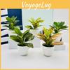 Fittonia Aureum Epipremnum Albivenis Pflanztopf für Heimdeko Tischakzente