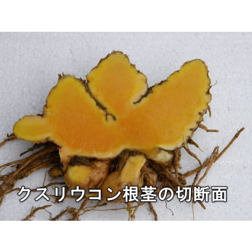 Yakushima Turmeric Powder 100g - 100% pure turmeric powder grown without pesticides or chemical fertilizers