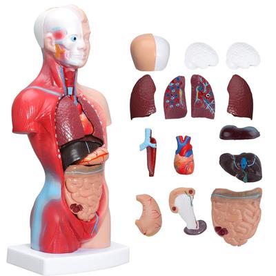 Modelo de Anatomia Humana 15 Partes Destacáveis do Humano Inclui Internos e Display de 28cm para Pré-escola e Ciência Escolar e Educação Médica - Corpo,