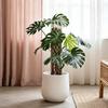Pali di Muschio per Monstera 16 Pollici in Plastica a Forma di D Pali di Muschio per Piante Supporto per Piante Rampicanti Funziona con Muschio di Sfagno per la Crescita di Piante da Interno